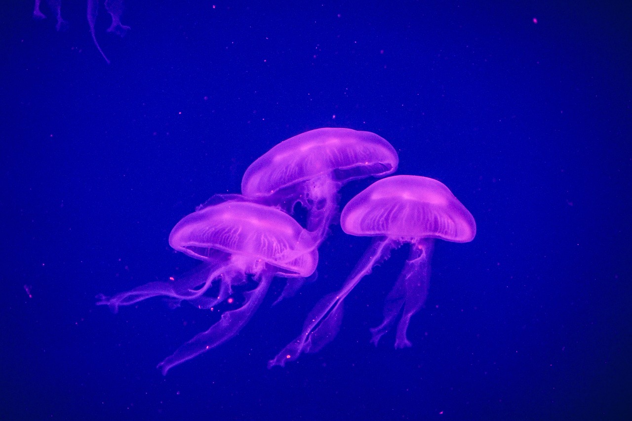 寧波江北尋龍訣水族館 