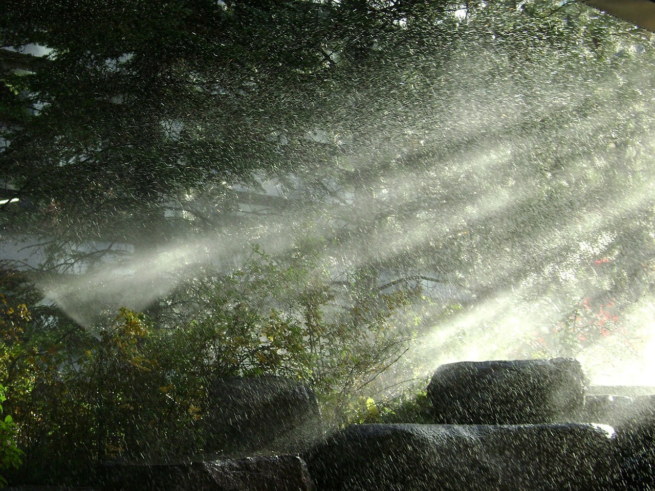 淡水魚缸養(yǎng)什么水草好看，淡水魚缸水草哪種好養(yǎng) 水草 第2張