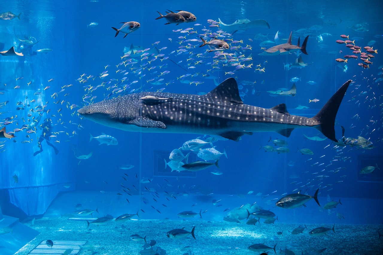 寧波江東明樓怡龍水族館  全國水族館企業(yè)名錄 第1張