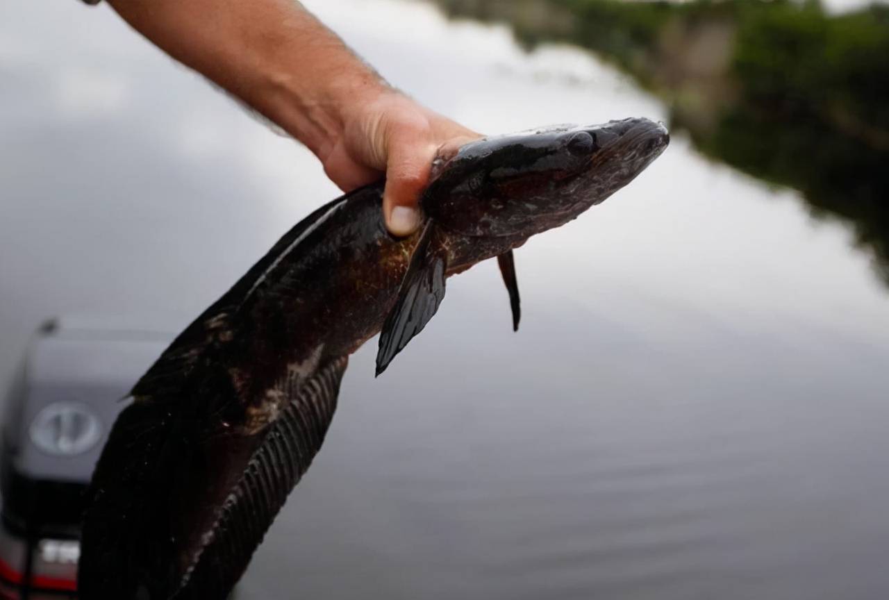 胡子魚和小精靈哪個好，精靈鼠魚的區(qū)別是什么