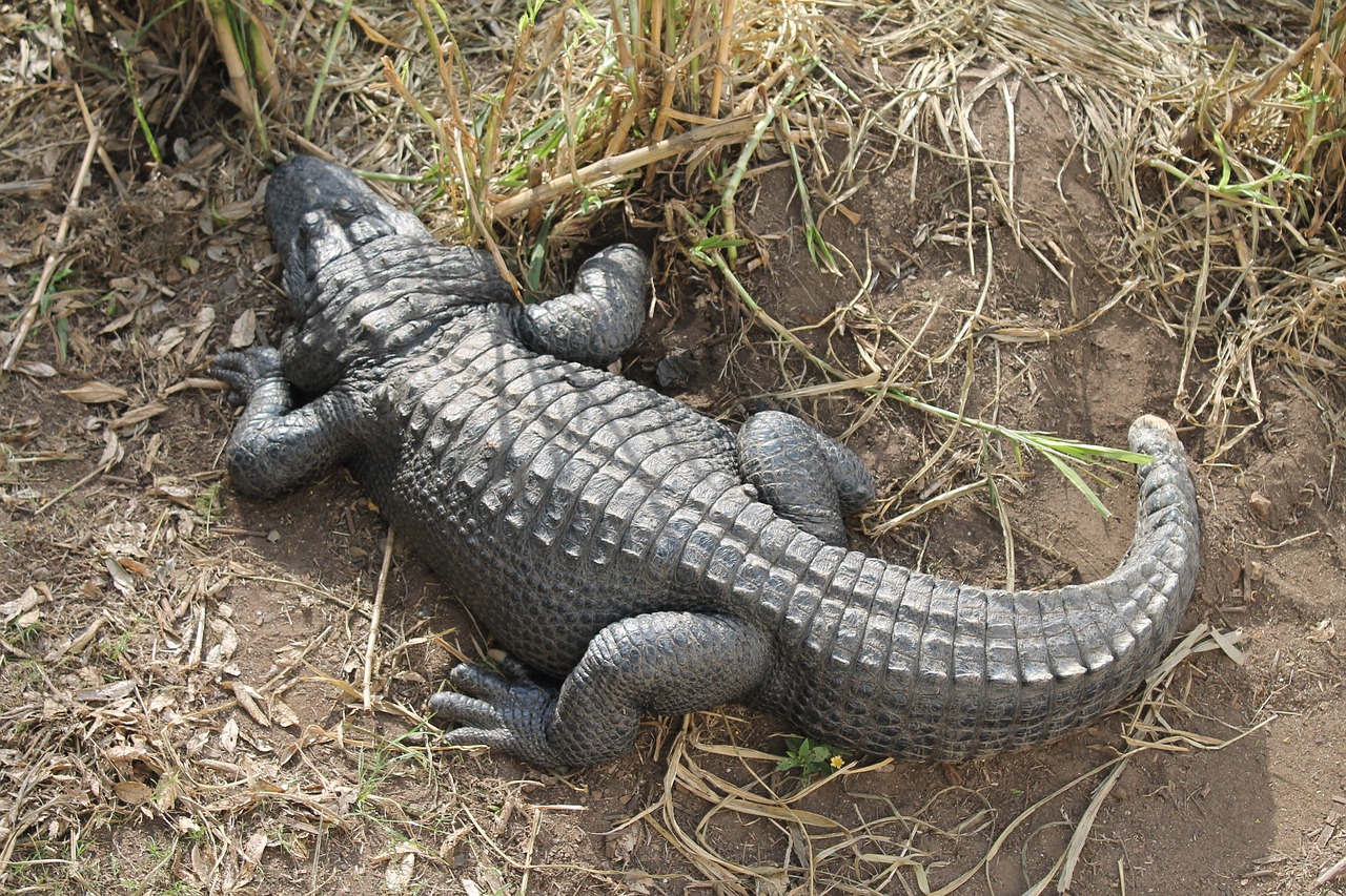 自制魚缸水循環(huán)過(guò)濾器圖解 