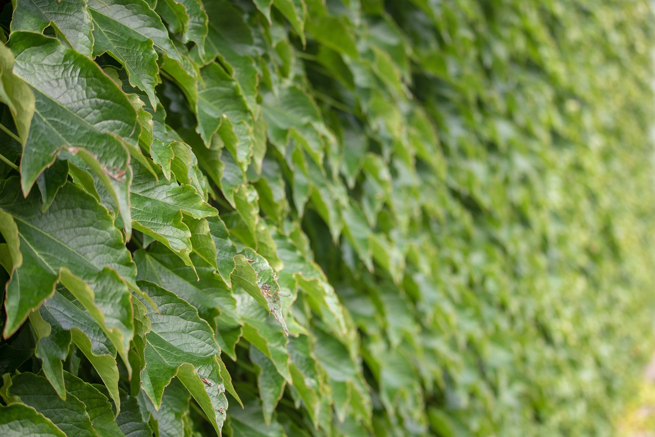 廣州綠植墻公司排名第一 （廣州綠植墻公司排名第一名） 廣州景觀設(shè)計(jì) 第2張