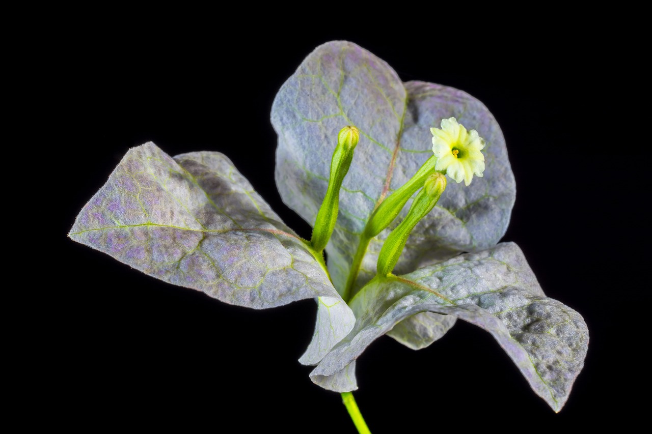 廣州哪里有賣仿真植物 （廣州哪里有賣仿真植物仿真三角梅）