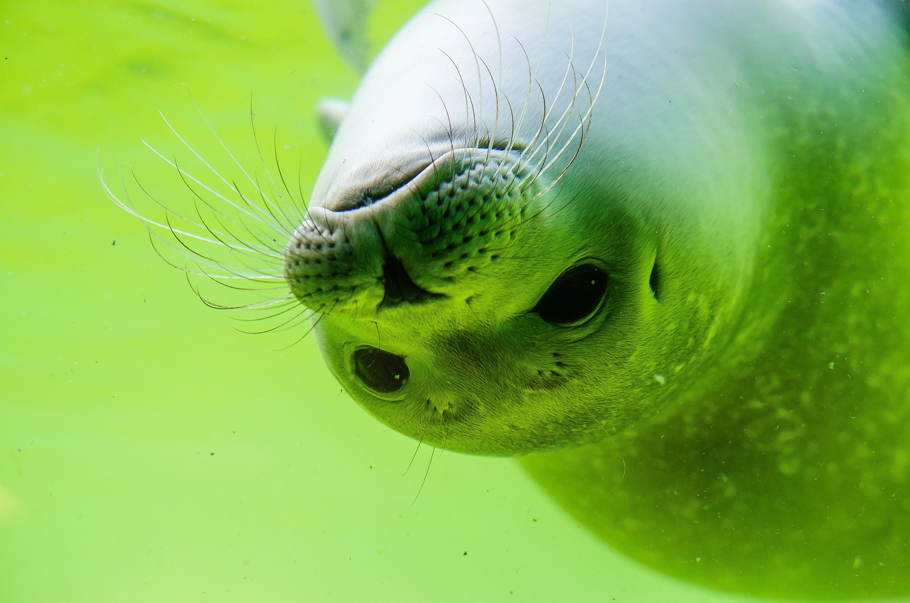 魚缸黑水是什么意思（魚缸黑水是什么意思?。?觀賞魚市場（混養(yǎng)魚） 第3張