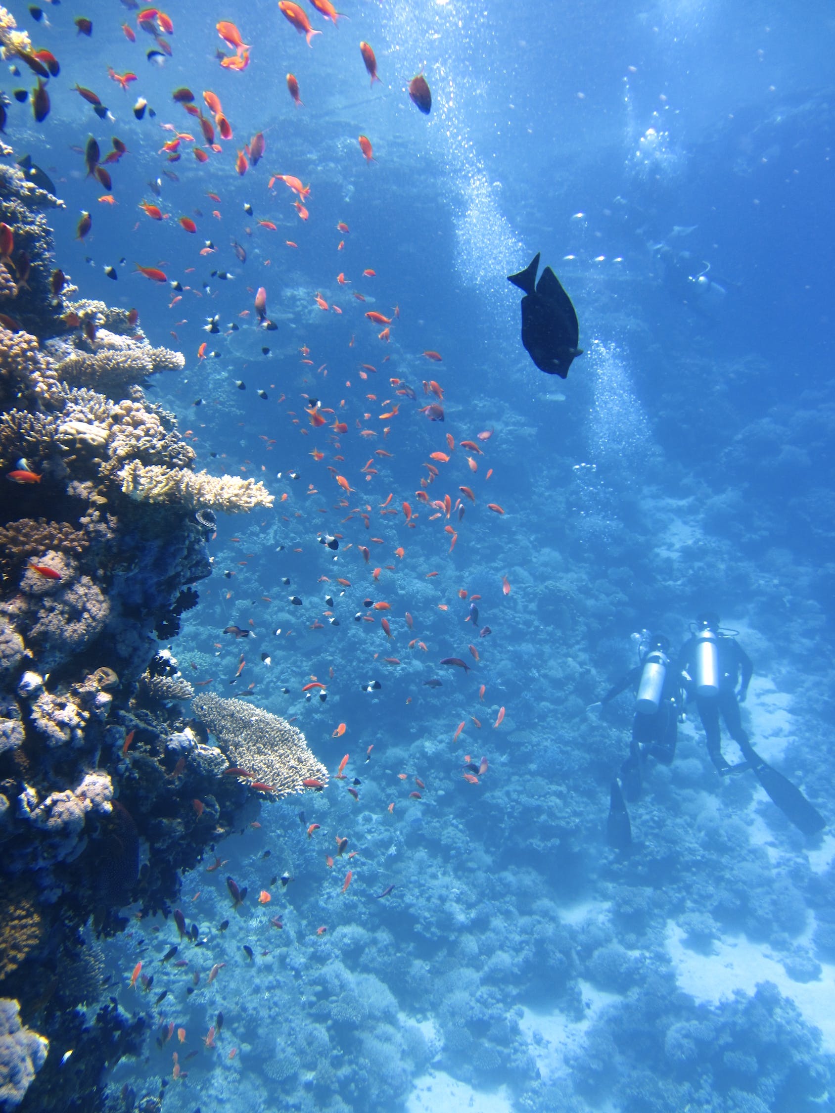 費(fèi)縣優(yōu)魚自然水族館 （費(fèi)縣優(yōu)魚自然水族館電話） 全國水族館企業(yè)名錄 第1張