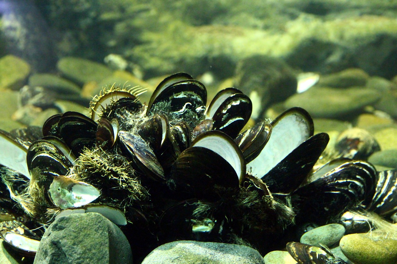 珠海水族批發(fā)市場在哪里有賣海鮮的地方  觀賞魚水族批發(fā)市場 第1張