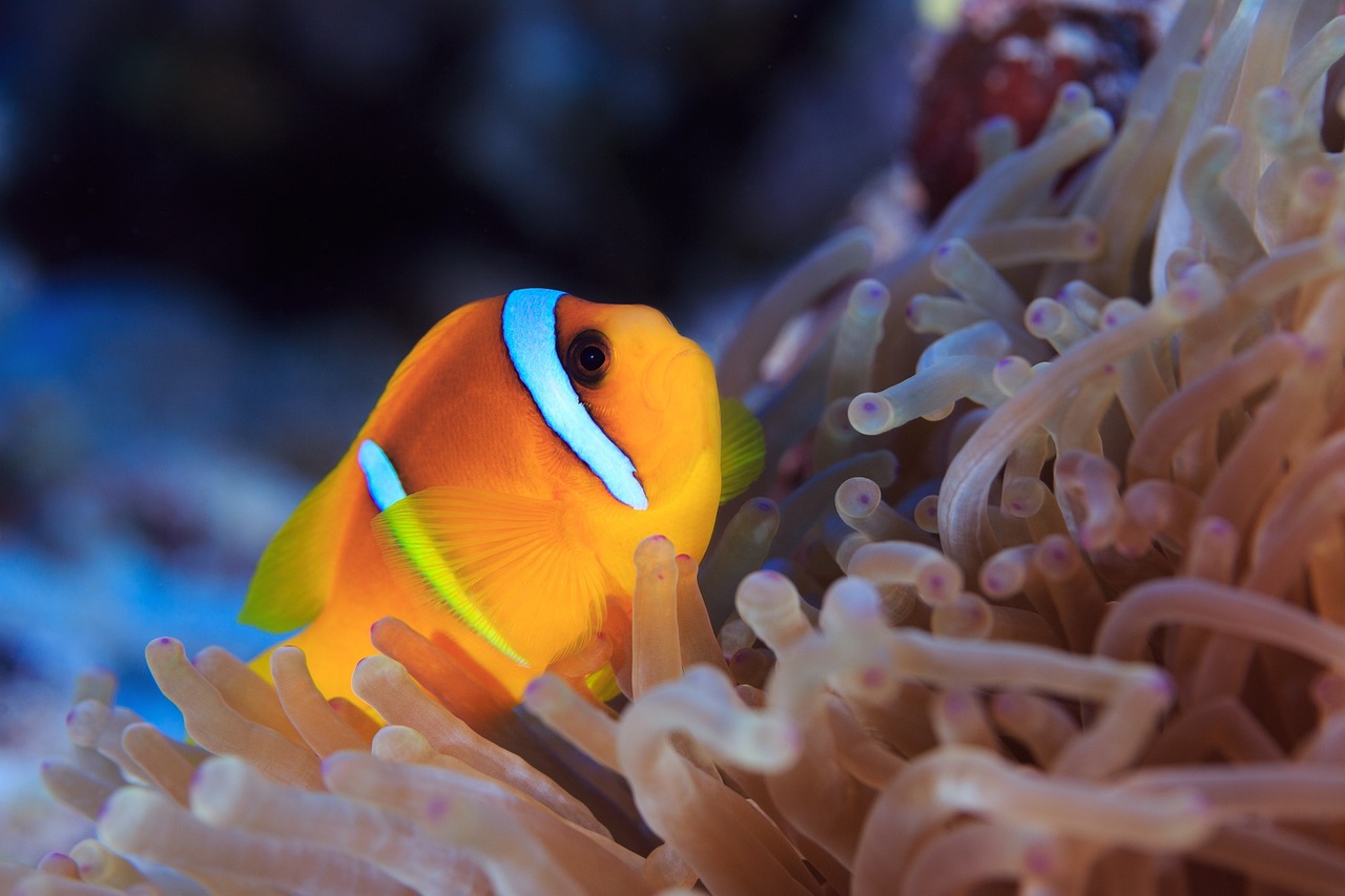 青銅峽市龍祥水族館 