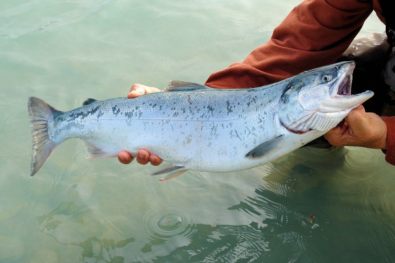 甘井子區(qū)紅旗街道水清魚靚水族用品商行 （水清魚靚什么意思） 水族用品 第2張