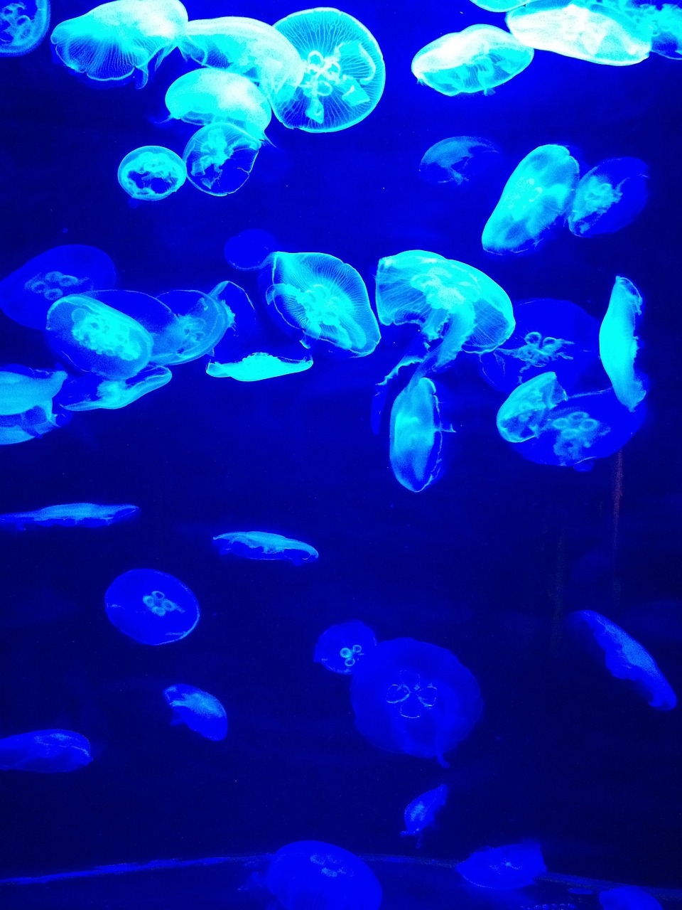 利津縣多魚的魚水族館 （利津縣多魚的魚水族館在哪） 全國水族館企業(yè)名錄 第1張