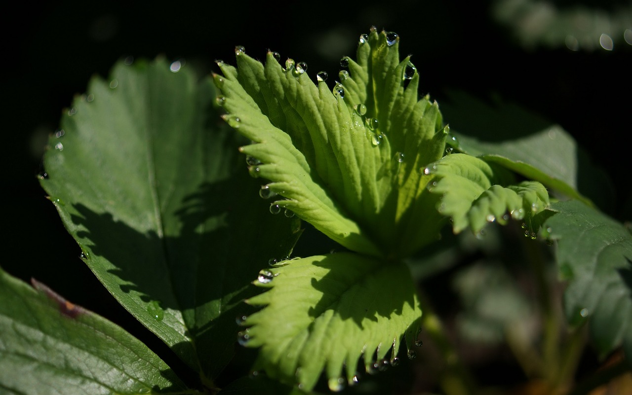 廣州植物生物科技有限公司 （廣州植物生物科技有限公司官網(wǎng)） 廣州景觀設(shè)計(jì) 第1張