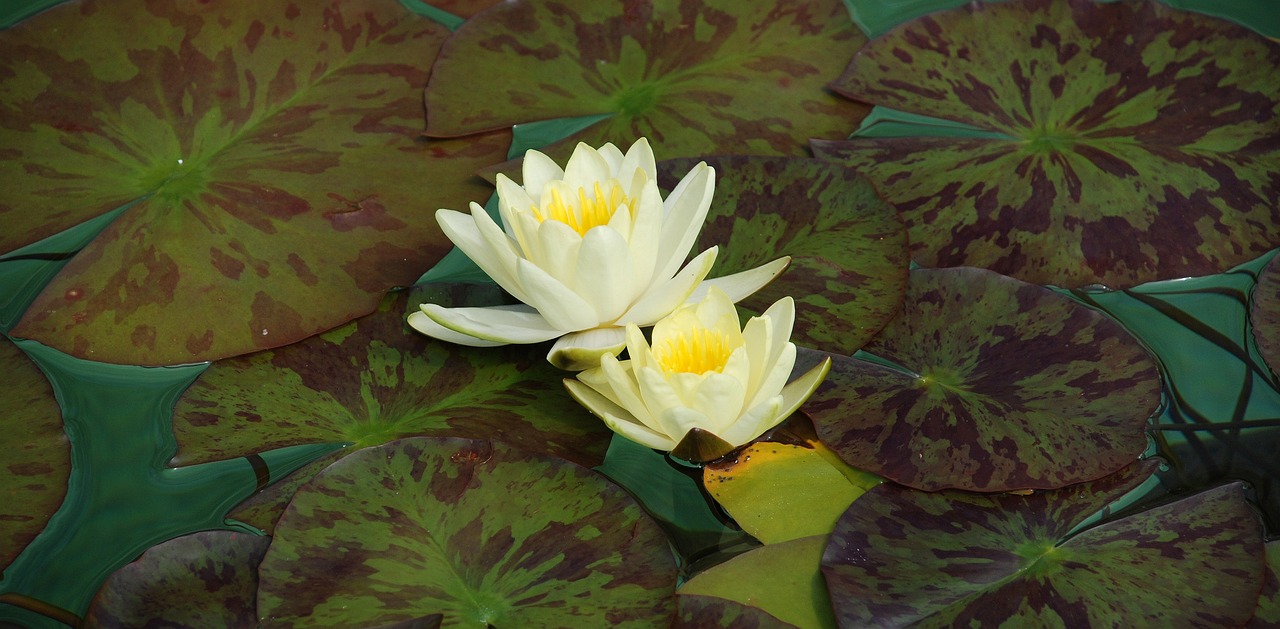 廣州植物園景點介紹 （廣州植物園景點介紹作文）