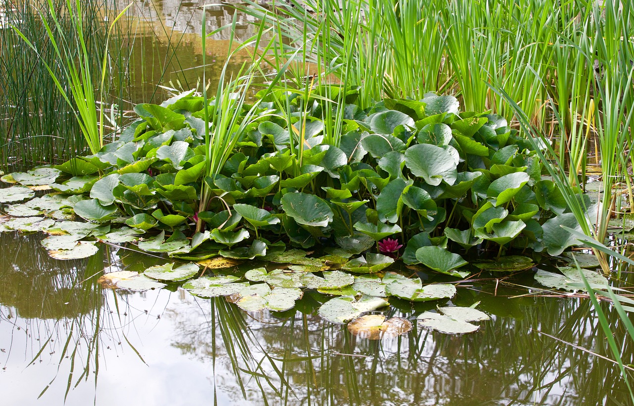 廣州植物園景點介紹 （廣州植物園景點介紹作文） 廣州景觀設(shè)計 第2張