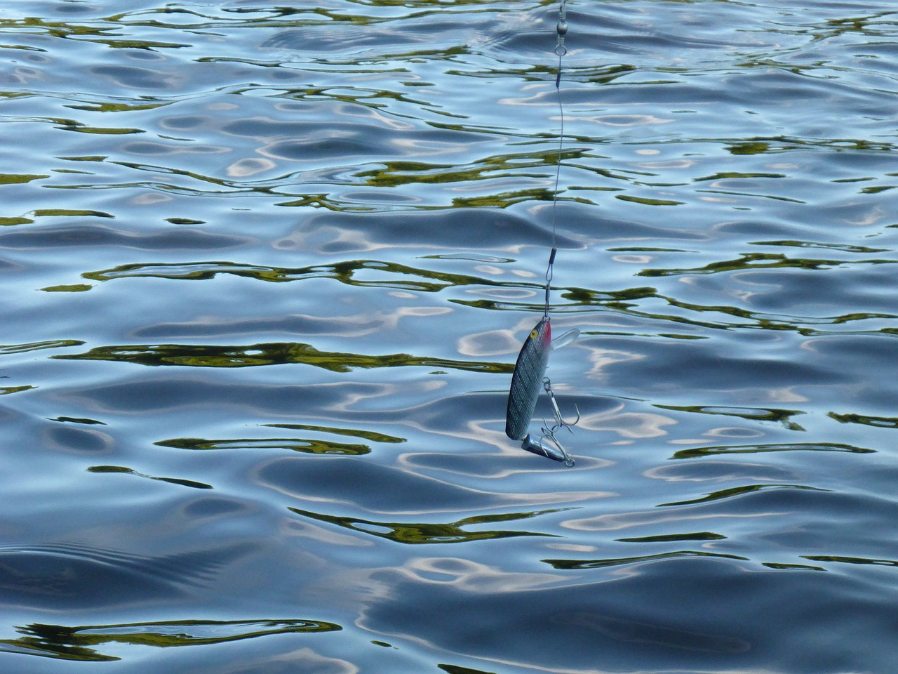 銀龍魚怎么喂養(yǎng),需要注意什么 （銀龍魚怎么喂養(yǎng),需要注意什么事項(xiàng)） 銀龍魚 第1張