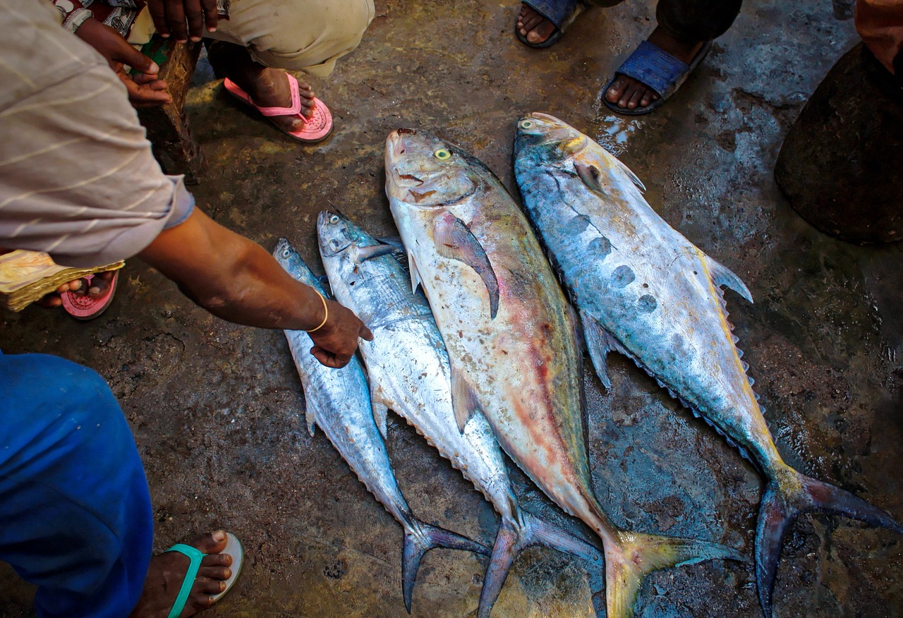 成都龍魚批發(fā)市場地址查詢在哪里（成都市批發(fā)魚的市場在哪里_） 龍魚批發(fā) 第1張