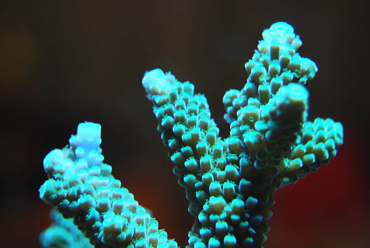 宿豫區(qū)古茶水族館 （宿豫區(qū)古茶水族館地址） 全國水族館企業(yè)名錄 第2張