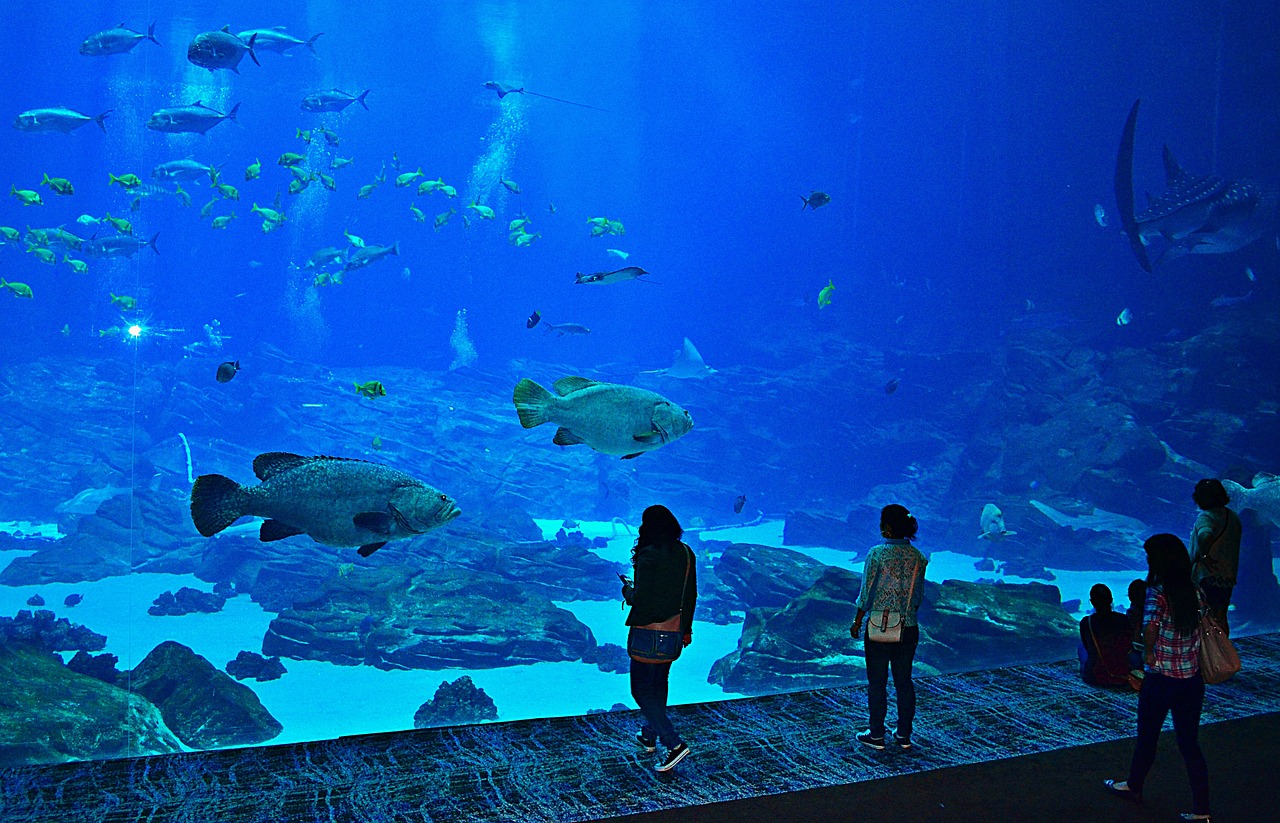 寧波奉化景軒水族館：一個(gè)令人驚嘆的海洋世界