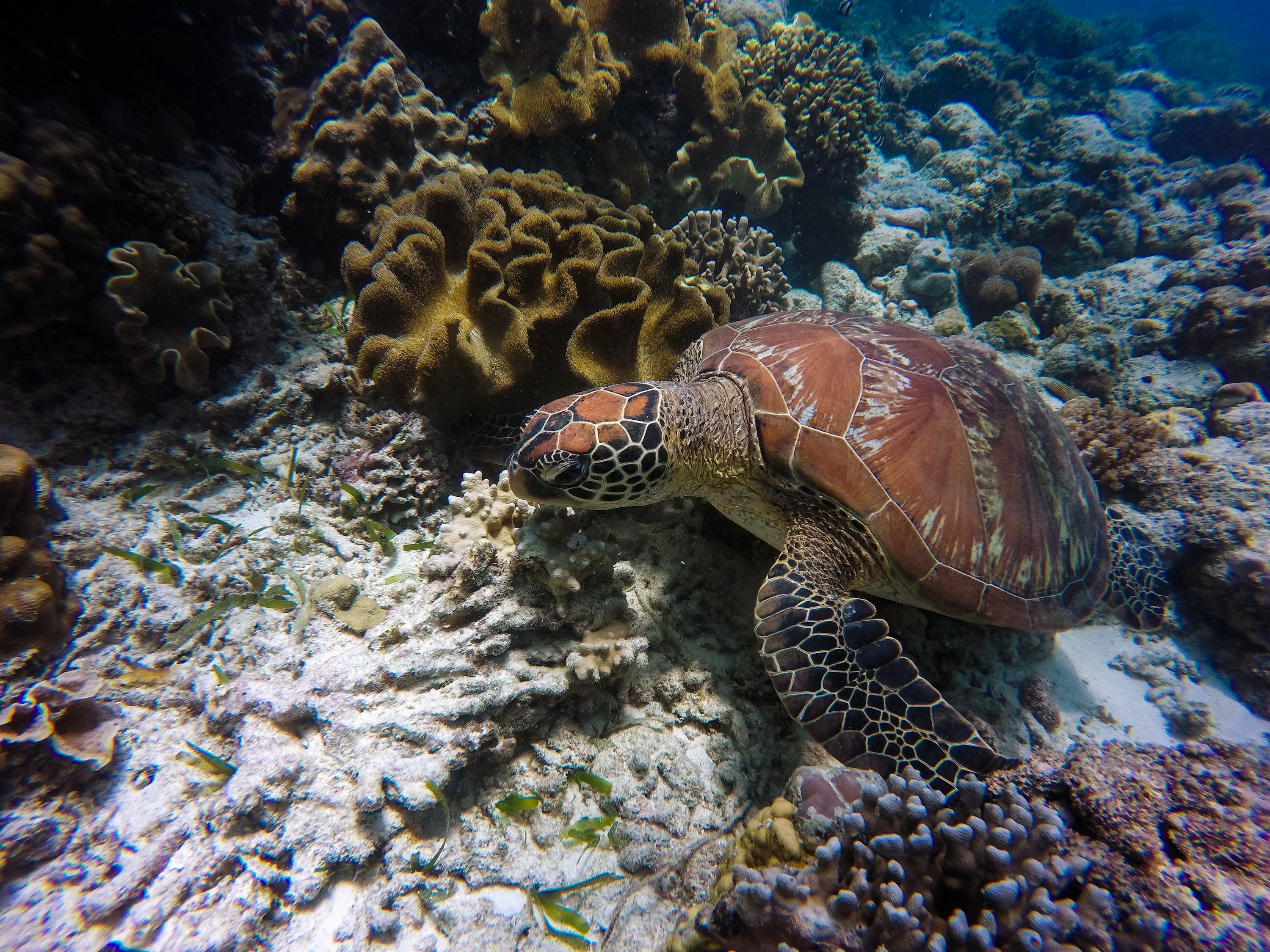 巨野嫣然水族館：探秘水下奇觀，感受大自然的魅力 全國(guó)水族館企業(yè)名錄 第2張