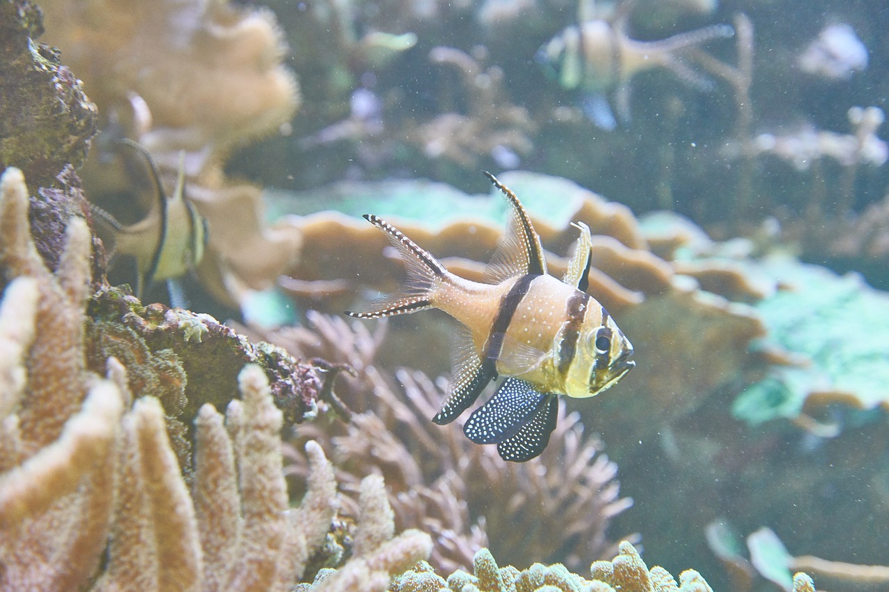 大型觀賞魚混養(yǎng)方法 養(yǎng)魚知識(shí) 第1張