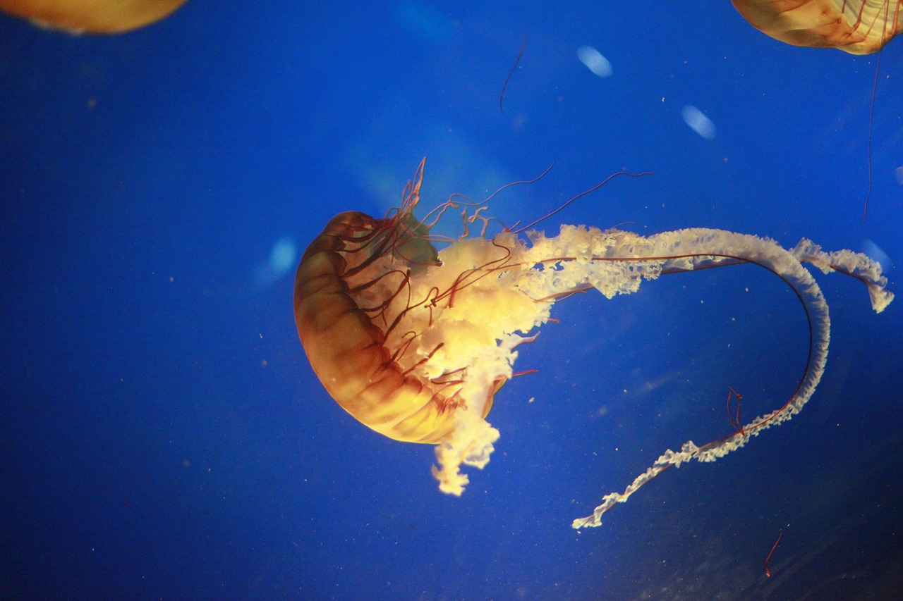 青州市沐辰水族館：探索海洋奇觀的絕佳去處水族館介紹館內(nèi)設(shè)施 全國水族館企業(yè)名錄 第2張