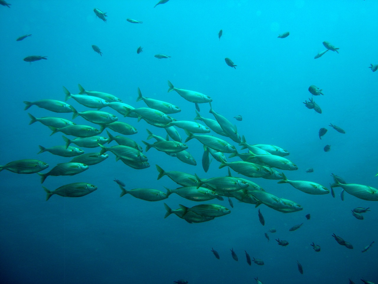 哪里有賣(mài)魚(yú)缸的 養(yǎng)魚(yú)知識(shí) 第2張