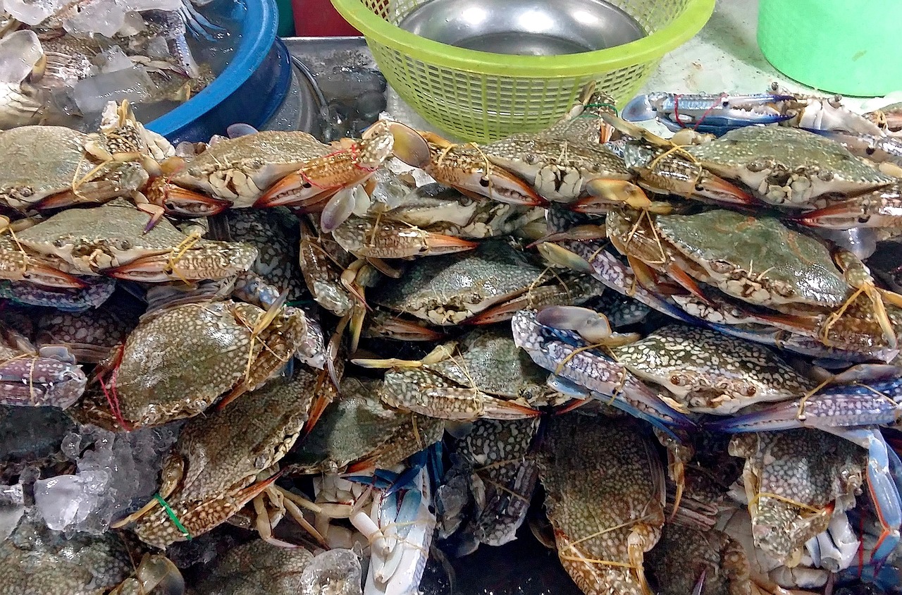 雷龍魚鉆沙子怎么回事 