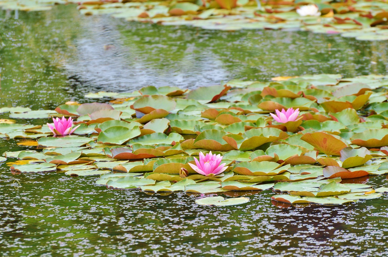 寧鄉(xiāng)縣玉潭鎮(zhèn)森森水族館 （寧鄉(xiāng)縣玉潭鎮(zhèn)森森水族館電話）