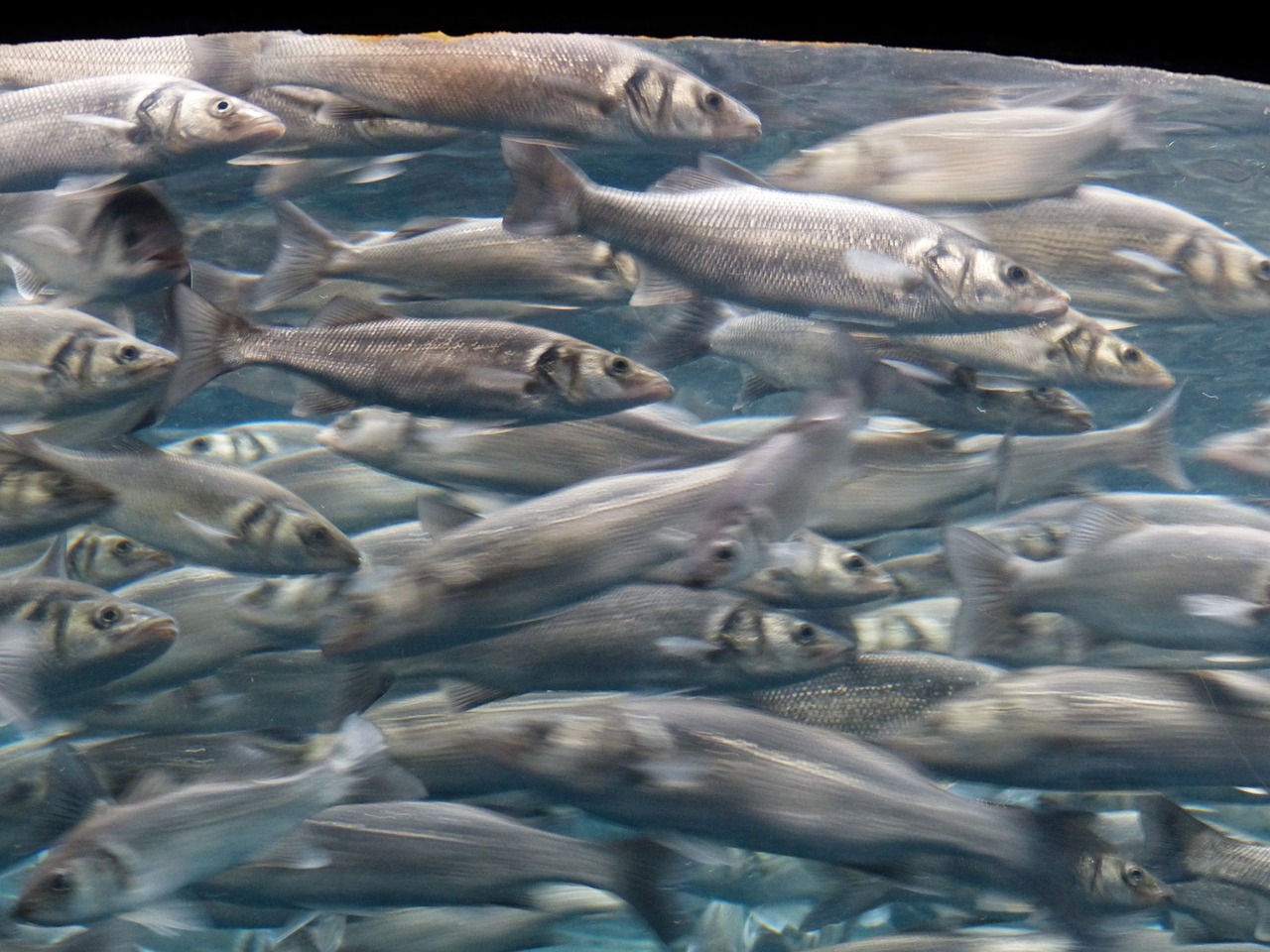 集寧區(qū)萊易歐水族館  全國水族館企業(yè)名錄 第2張