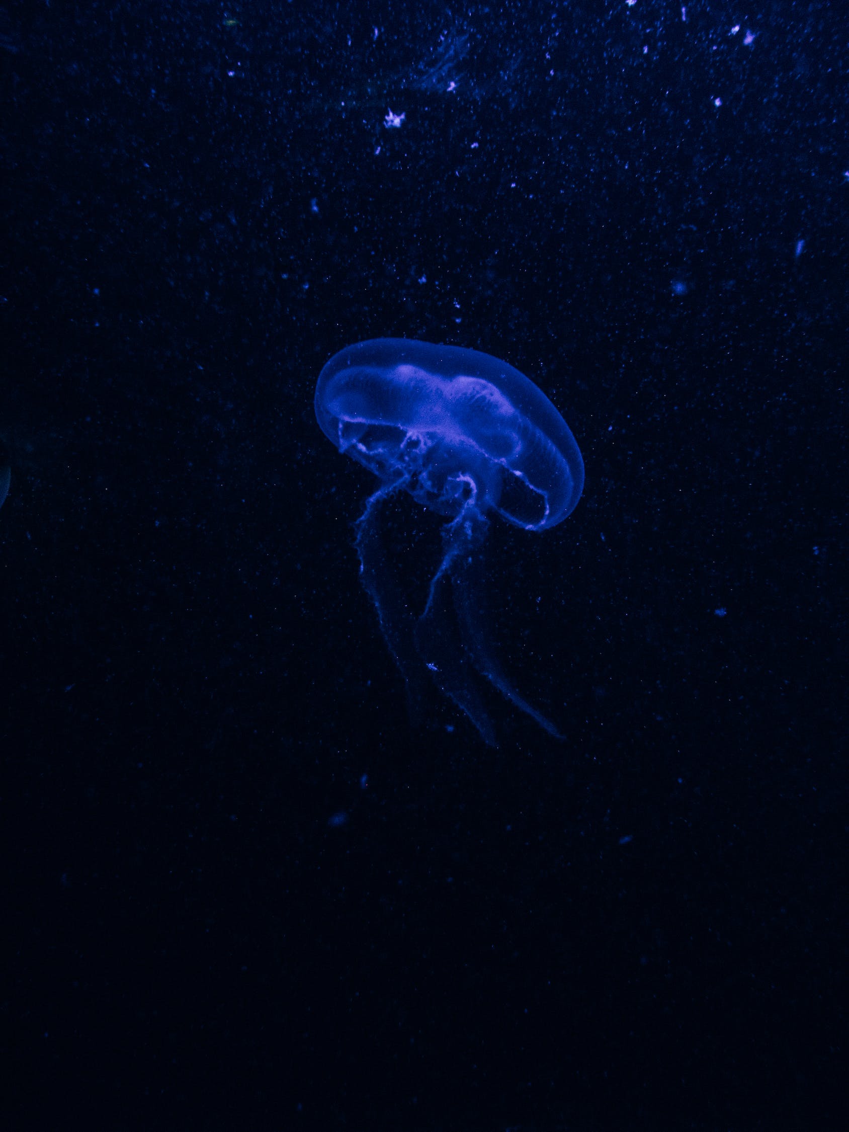 南樂縣森森水族 （南樂縣森森水族館電話） 全國水族館企業(yè)名錄 第3張