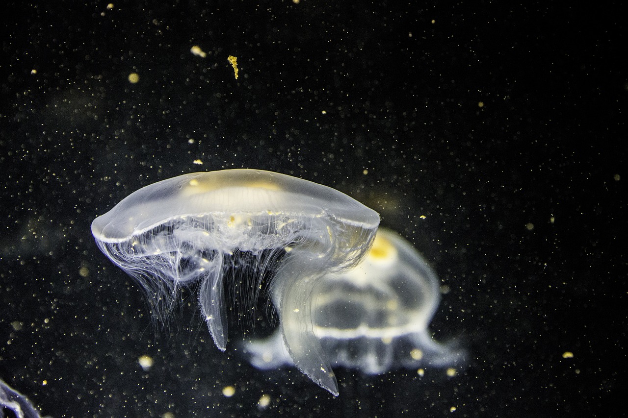 暗黑魚缸造景圖片高清  觀賞魚 第2張