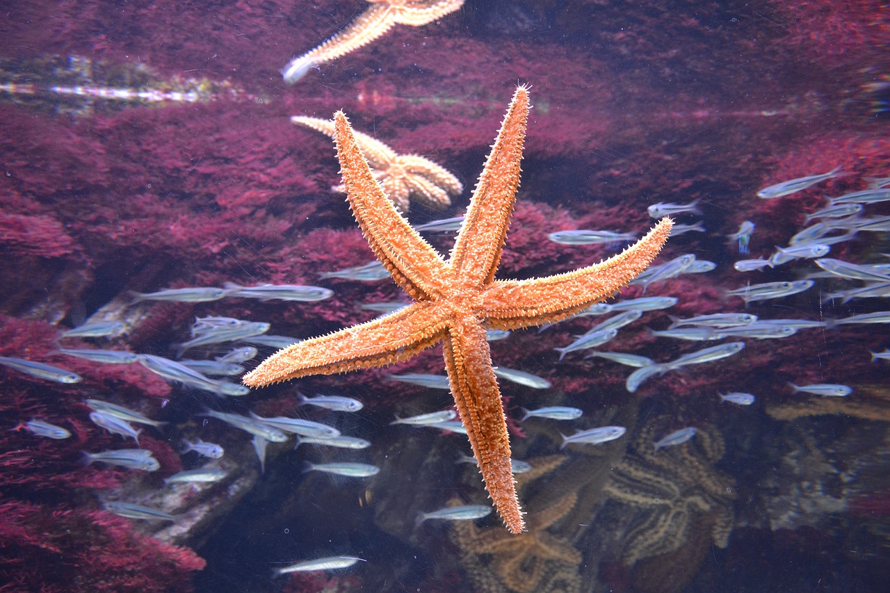 大武口區(qū)龍宮水族館 （大武口區(qū)龍宮水族館電話） 全國(guó)水族館企業(yè)名錄 第2張