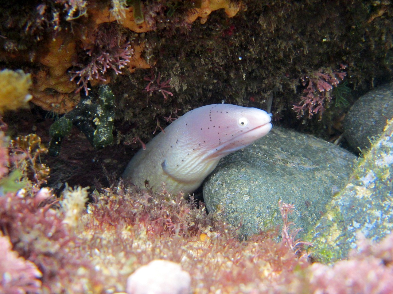 觀賞魚造景木（觀賞魚造景木材有哪些） 夢幻雷龍魚 第2張