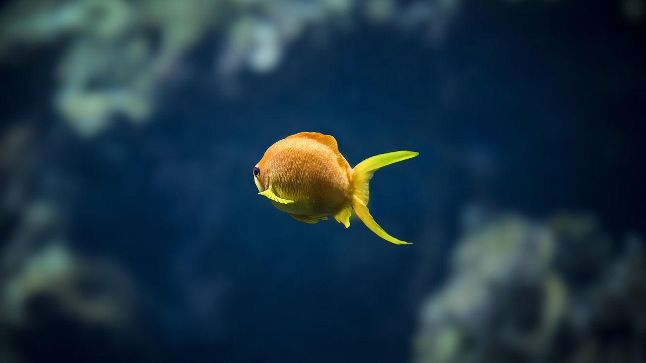 淶源縣水木年華水族館 （淶源縣水木年華水族館電話） 全國水族館企業(yè)名錄 第2張