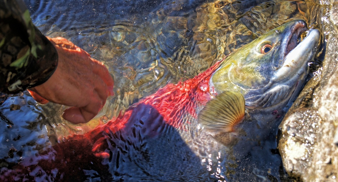 魚在魚缸里沉底不動了是怎么回事，魚都沉在魚缸底下不游怎么回事 觀賞魚 第1張