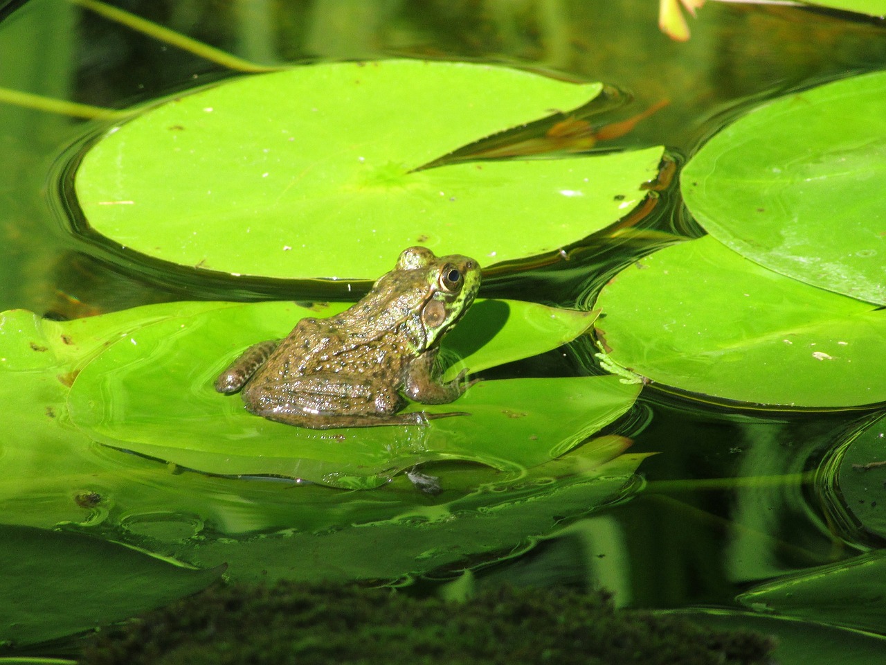 陽(yáng)臺(tái)魚缸養(yǎng)什么魚好，陽(yáng)臺(tái)養(yǎng)魚缸好不好 養(yǎng)魚知識(shí) 第2張