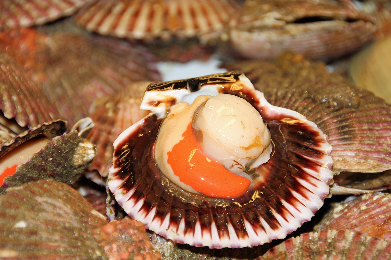 青龍魚圖片做法大全視頻，青龍魚圖片大全大圖 青龍魚 第1張