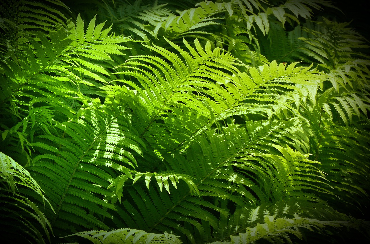 魚缸拱橋沉木造景 （拱形沉木魚缸造景）