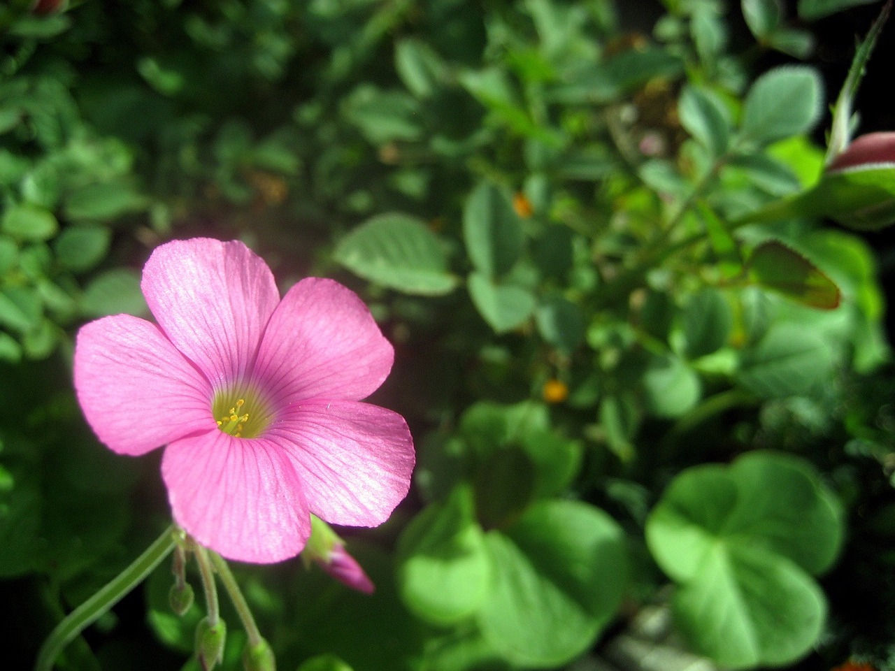 蜈蚣最怕什么植物（蜈蚣怕什么植物_） 廣州龍魚批發(fā)市場 第2張