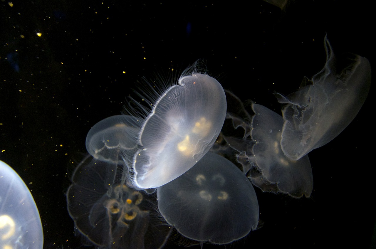 接觸魚缸的水手癢 （接觸魚缸的水手癢還起紅疙瘩） 福虎/異型虎魚/純色虎魚 第2張