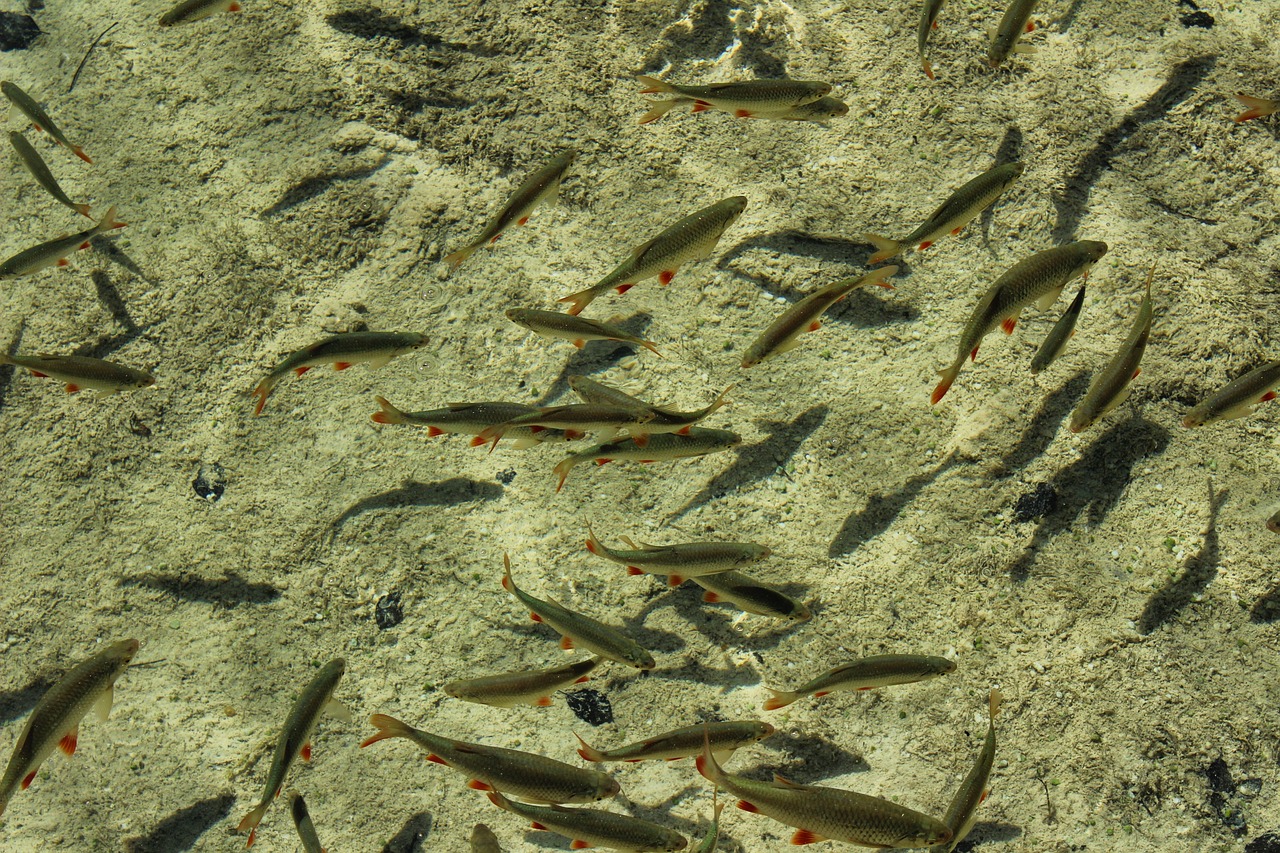 香港龍魚門躍圖片 （香港龍魚門躍圖片大全）