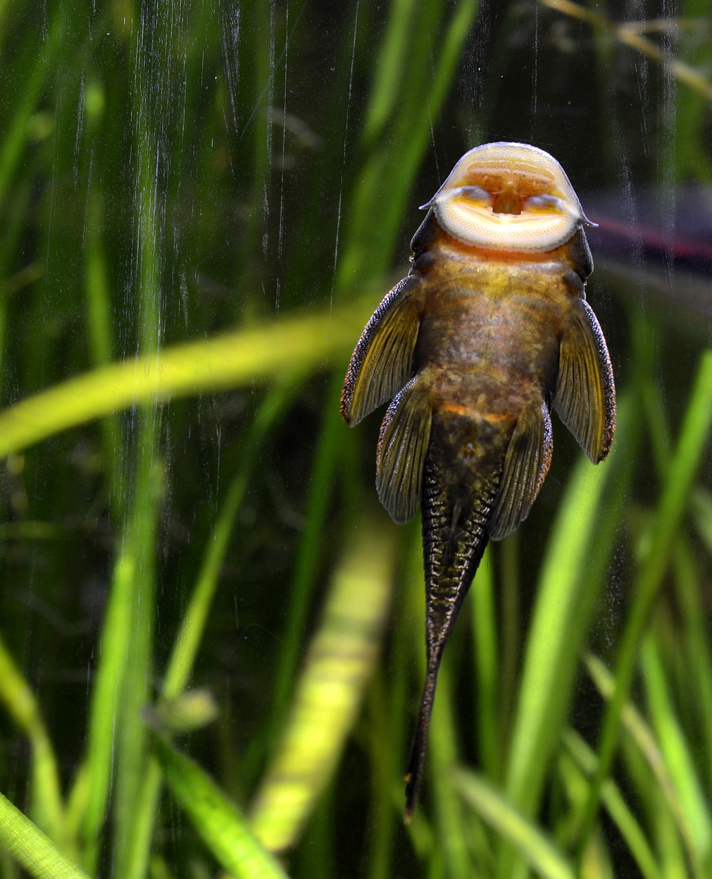 蘇虎魚跟印尼虎區(qū)別介紹，養(yǎng)蘇虎魚好還是印尼虎好 虎魚百科 第2張