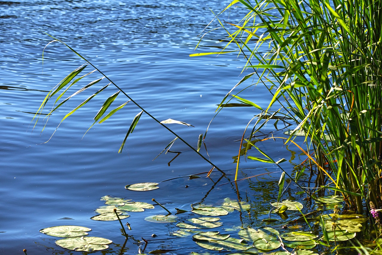 魚(yú)缸怎么裝水和排水系統(tǒng)（怎樣安裝魚(yú)缸上水管視頻教程） 斯維尼關(guān)刀魚(yú)