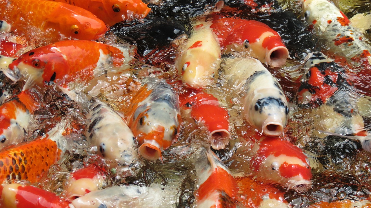 泰安魚缸哪里買便宜又好看又實(shí)惠，泰安魚缸哪里買便宜又實(shí)惠（泰安魚缸哪里買便宜又好看又實(shí)惠） 黃金斑馬魚 第2張