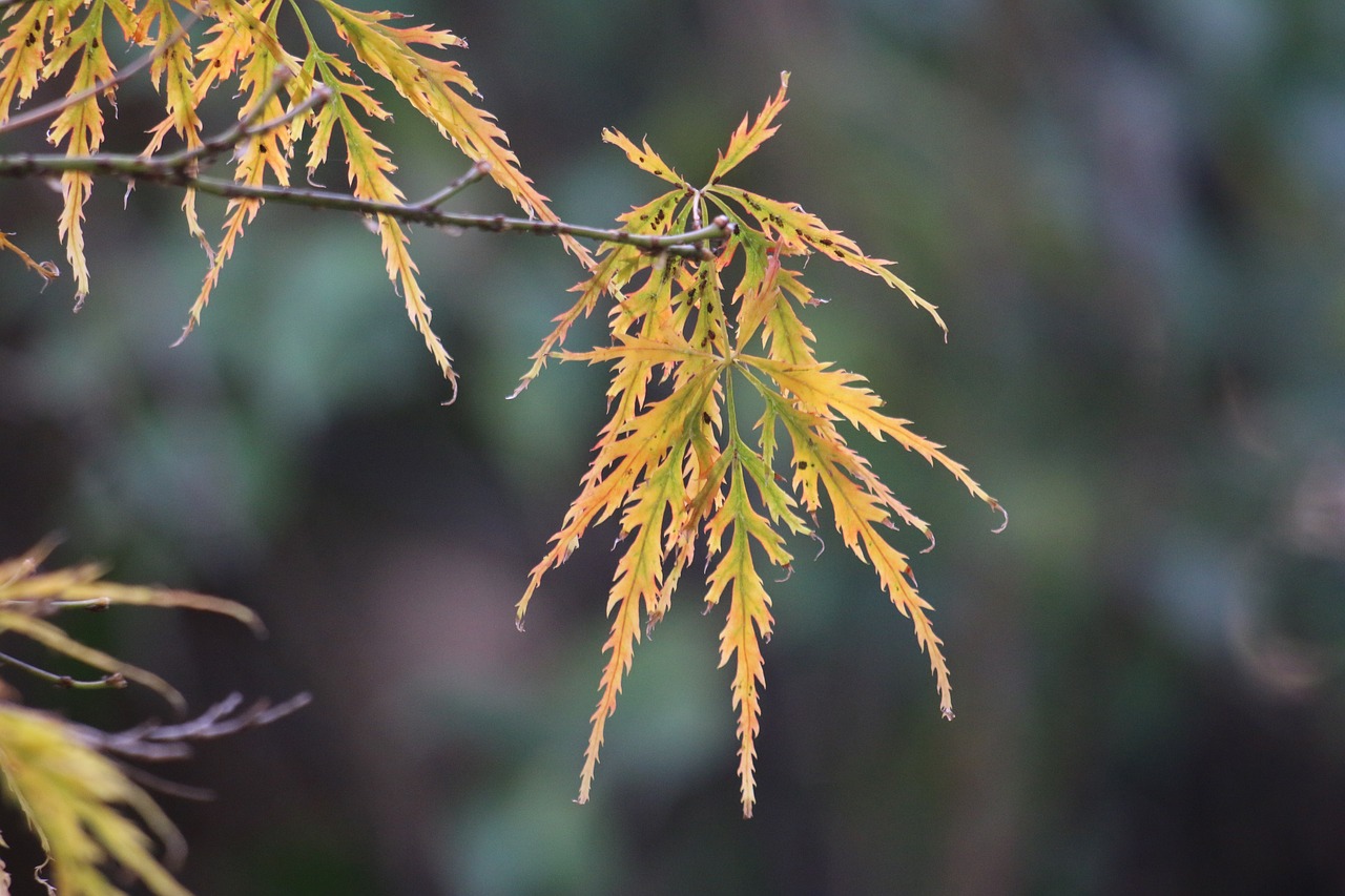 魚缸養(yǎng)青苔需要種子嗎（魚缸青苔引種） 黃金貓魚 第2張