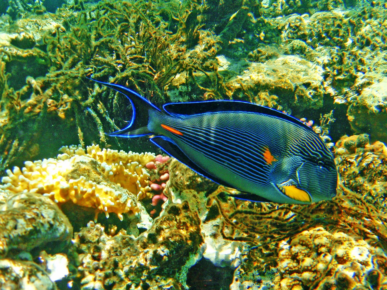 太原龍魚(yú)哪家好吃 （太原龍魚(yú)哪家好吃?。? title=