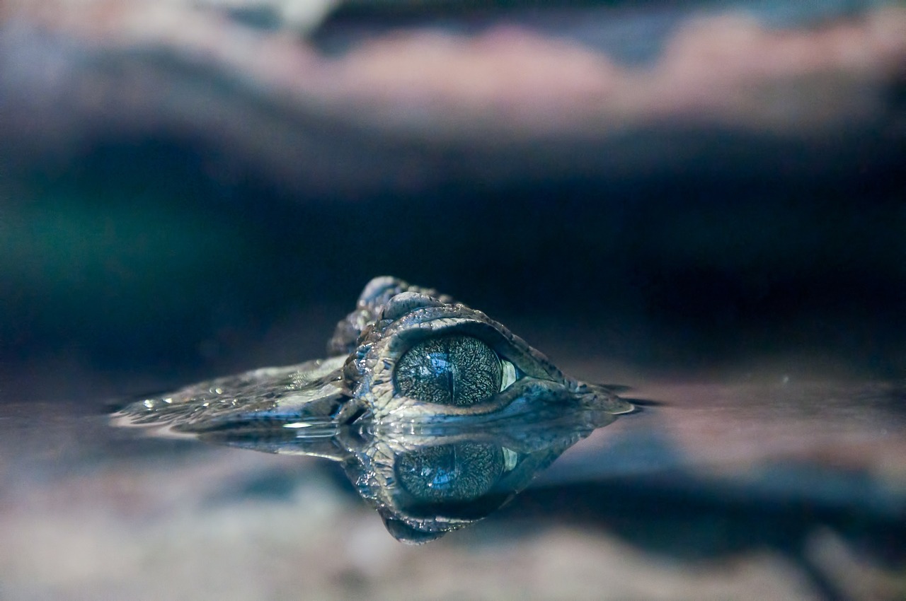 蘇州水族批發(fā)市場在哪里有賣海鮮的（臨沂水族批發(fā)市場在哪里） 養(yǎng)魚知識 第2張