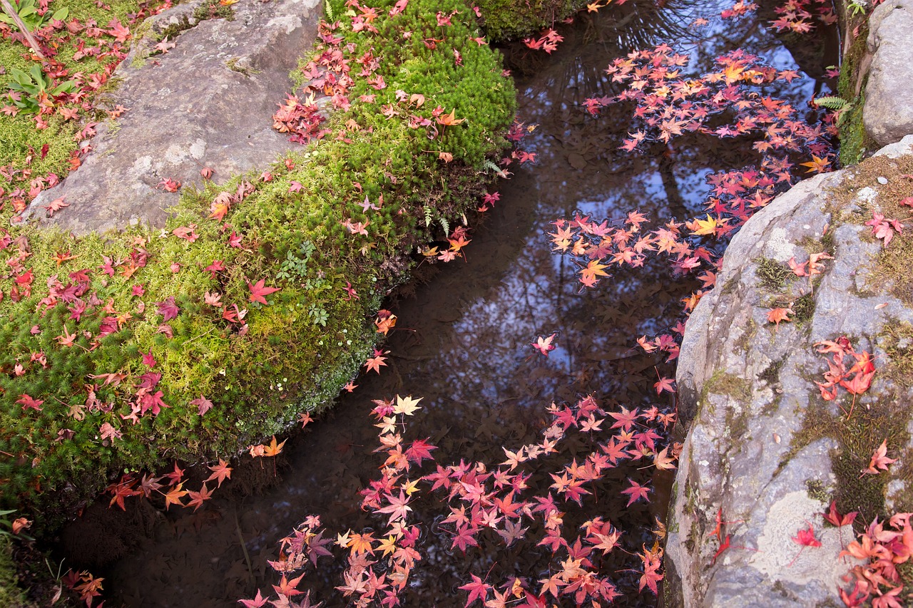 紅龍魚一邊紅一邊不紅怎么回事(紅龍魚一邊紅一邊不紅怎么回事兒) 潛水泵 第3張