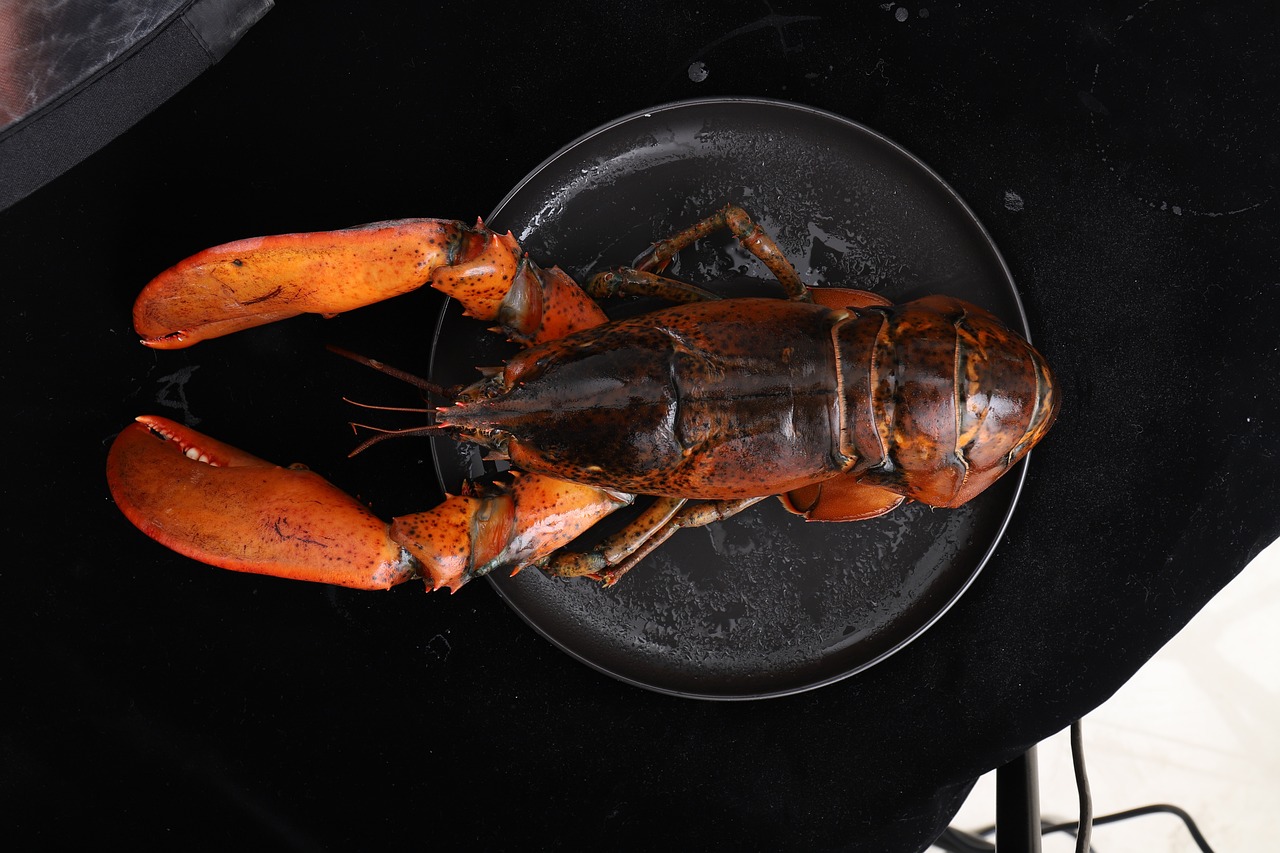 龍魚有吃食的欲望但是不吃（龍魚吃食不猛什么原因）