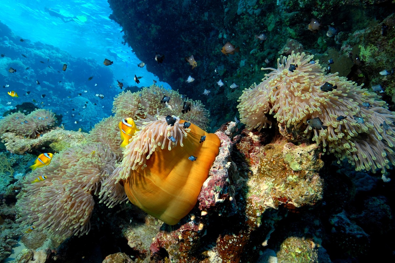 魚缸怎樣造景可以不換水不長藻 （魚缸怎樣造景可以不換水不長藻呢） 印尼三紋虎 第2張