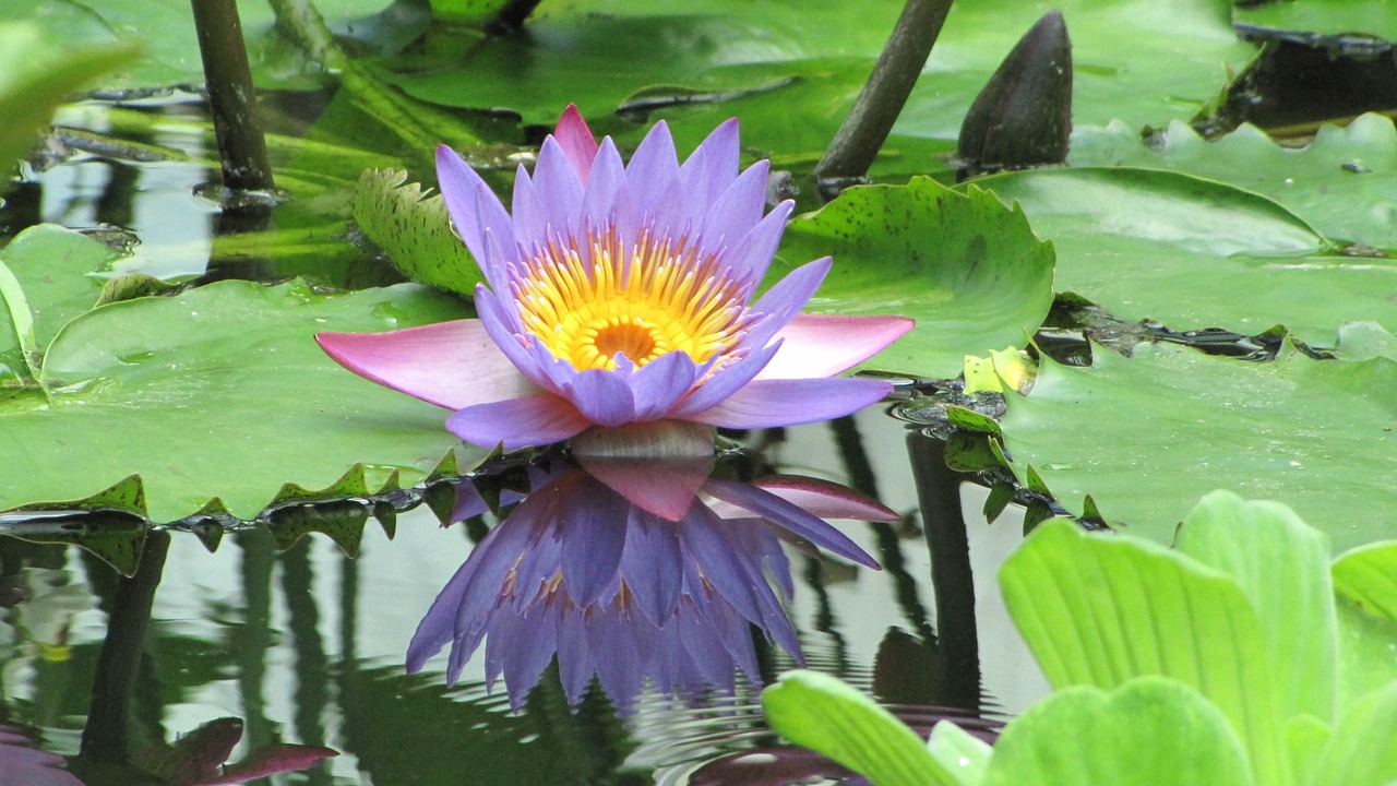 母魚全滿片 噴點(diǎn)菠蘿魚 第3張