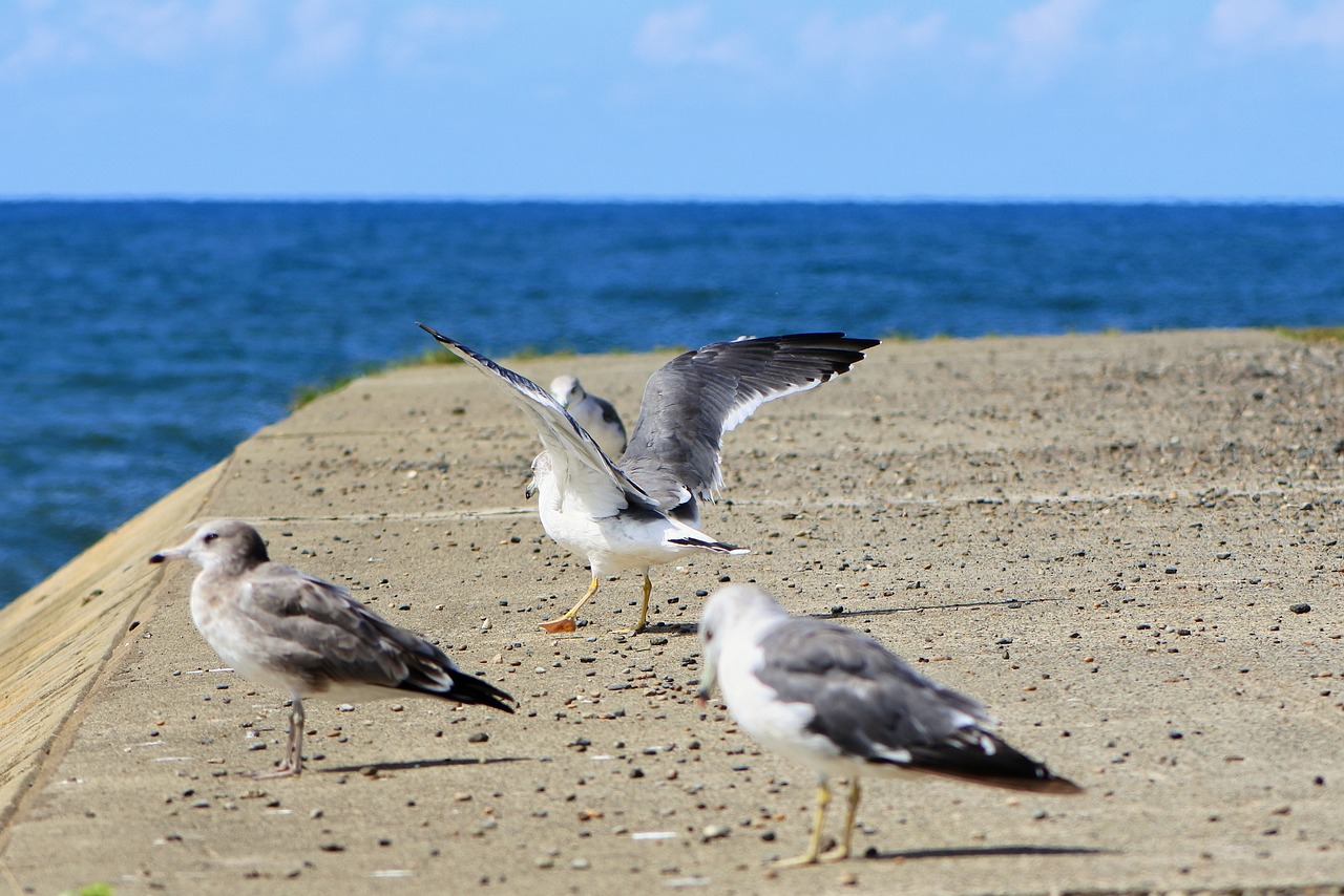 海水魚壽命一般多長(zhǎng)，麻煩回答一下可以么，虎魚壽命有多長(zhǎng)